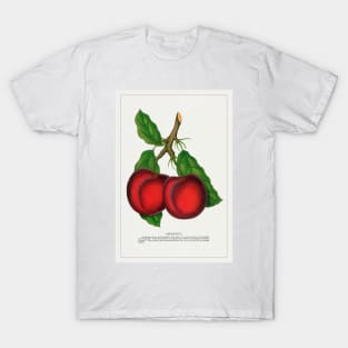 Abundance Plum Lithograph (1900) T-Shirt